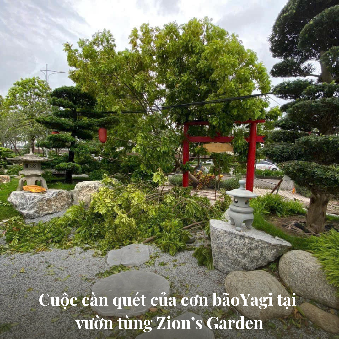 Kiểm tra thiệt hại sân vườn sau bão